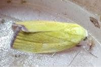 Earias roseifera