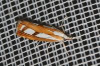 Catoptria gr. permutatellus