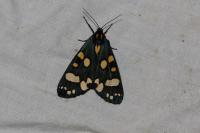 Callimorpha dominula