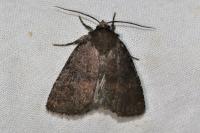 Rusina ferruginea