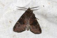 Rusina ferruginea