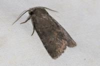 Rusina ferruginea