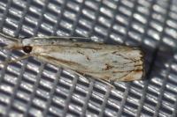 Catoptria falsella