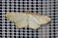 Idaea humiliata