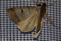 Lygephila pastinum