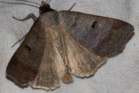 Lygephila pastinum