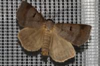 Lygephila pastinum