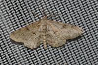 Peribatodes rhomboidaria rhomboidaria