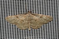 Peribatodes rhomboidaria rhomboidaria