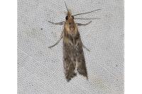 Ancylosis cinnamomella