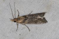 Ancylosis cinnamomella