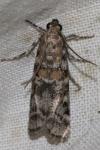 Dioryctria sylvestrella