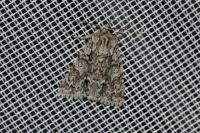 Acronicta auricoma