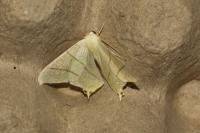 Ourapteryx sambucaria