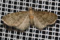 Eupithecia haworthiata