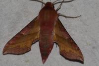 Deilephila porcellus