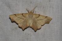 Ennomos erosaria