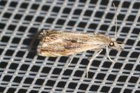 Catoptria verellus