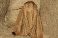 Mythimna pudorina