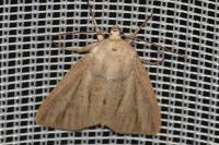 Mythimna pudorina