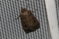 Graphiphora augur