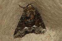 Oligia strigilis/versicolor