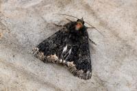 Catephia alchymista