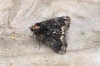 Catephia alchymista