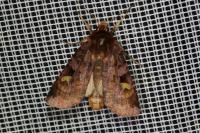 Diarsia brunnea