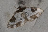 Melanthia procellata