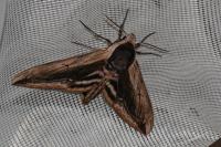 Sphinx ligustri