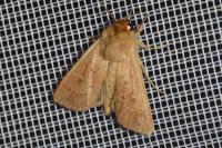 Mythimna ferrago