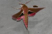 Deilephila elpenor