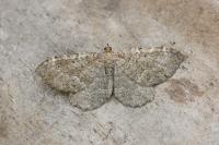 Philereme vetulata