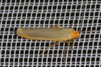 Manulea complana