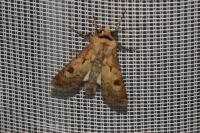 Agrotis exclamationis exclamationis