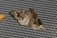 Eulithis prunata
