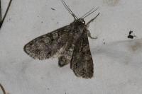 Polia nebulosa