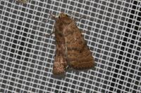 Hoplodrina