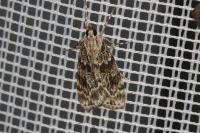 Scoparia