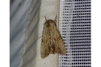 Apamea lithoxylaea