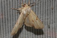 Apamea lithoxylaea
