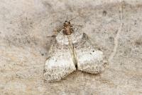Ochropacha duplaris
