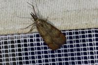 Hypochalcia ahenella