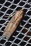 Pempeliella ardosiella venturiella