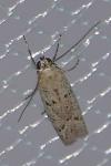 Phycitodes inquinatella