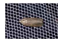 Spodoptera exigua