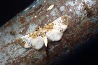 Eupithecia breviculata