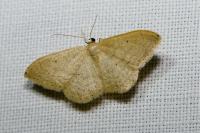 Idaea obsoletaria