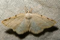 Stegania trimaculata